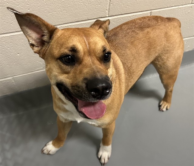 Gunner - Male - Nonspecific
