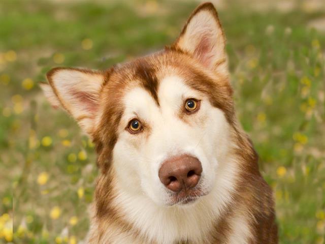Bo - Male - Alaskan Malamute