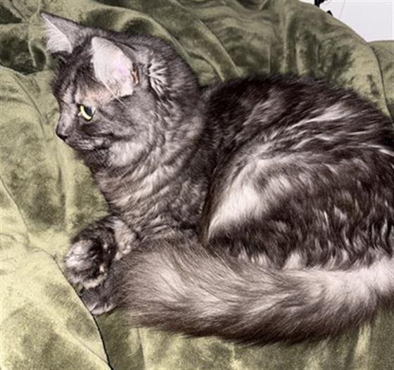Bonnie - Female - Domestic MH