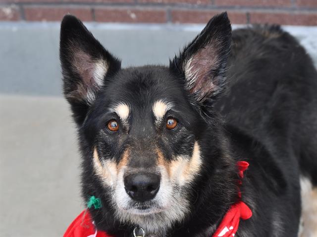 Cleo - Female - Siberian Husky-Mix