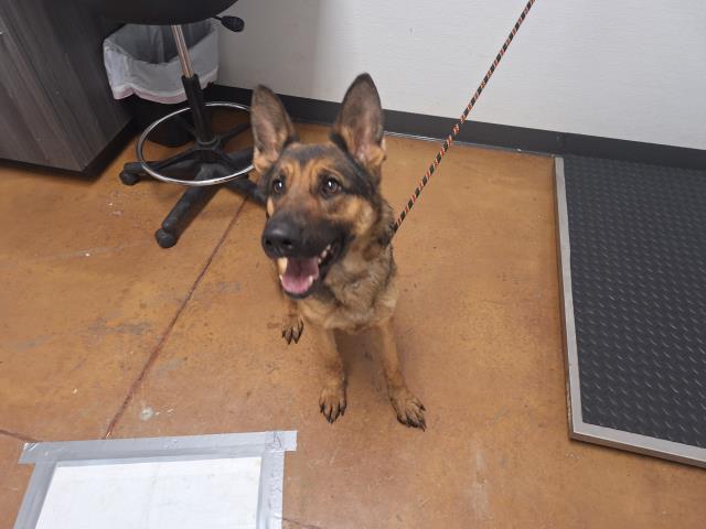 Nala - Female - German Shepherd