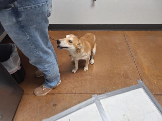 Dixie - Female - Nonspecific