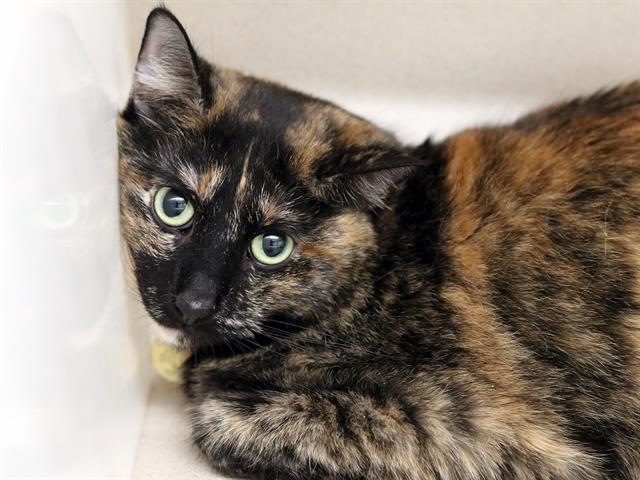 Sophie - Female - Domestic SH