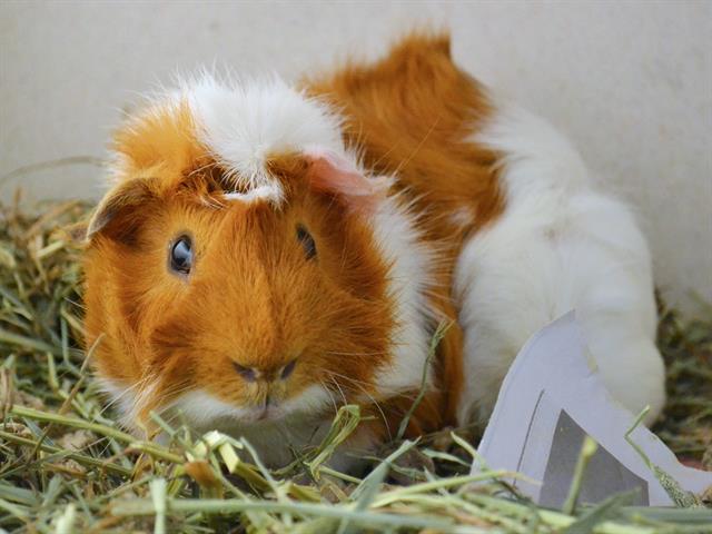 Dough Boy - Male - Guinea Pig