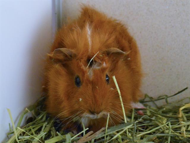 Wheat - Male - Guinea Pig