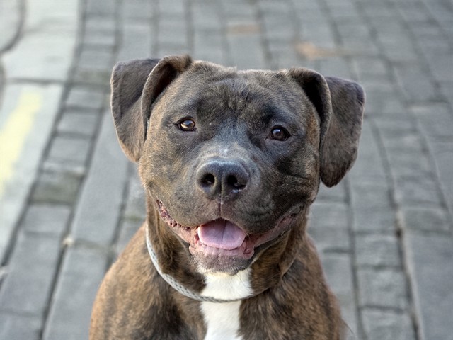 Tigger - Male - Pit Bull-Mix