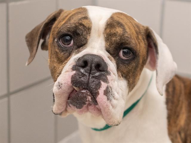 Vix - Female - Am Bulldog-Mix