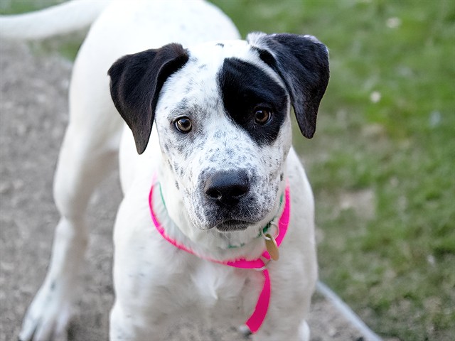 Patsy - Female - Labrador Retriever-Pit Bull