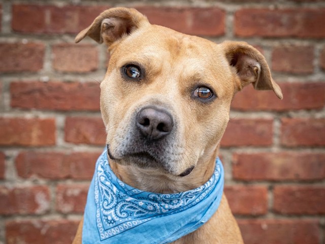 Maverick - Male - Pit Bull