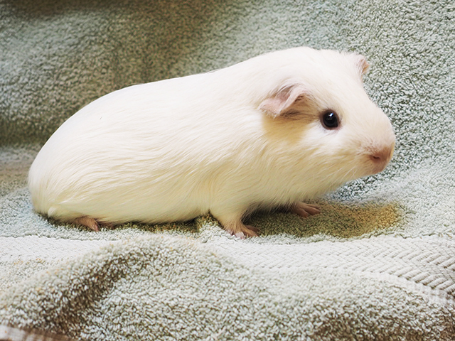Ace - Male - Guinea Pig