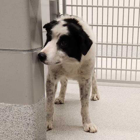  - Male - Border Collie