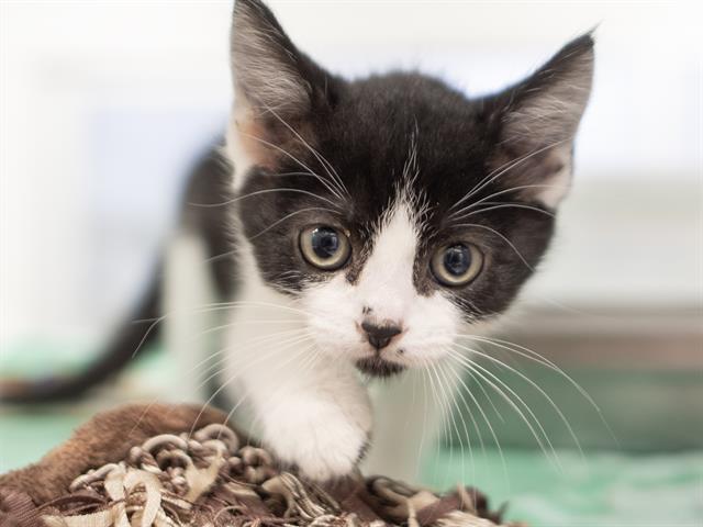 Gertrude - Female - Domestic SH