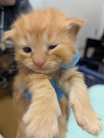 Ned - Male - Domestic SH