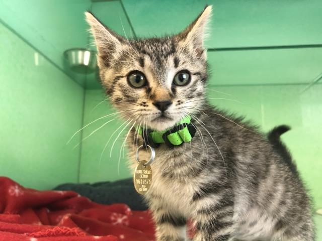 Ronnie - Female - Domestic SH