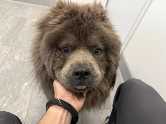 Ted - Male - Chow