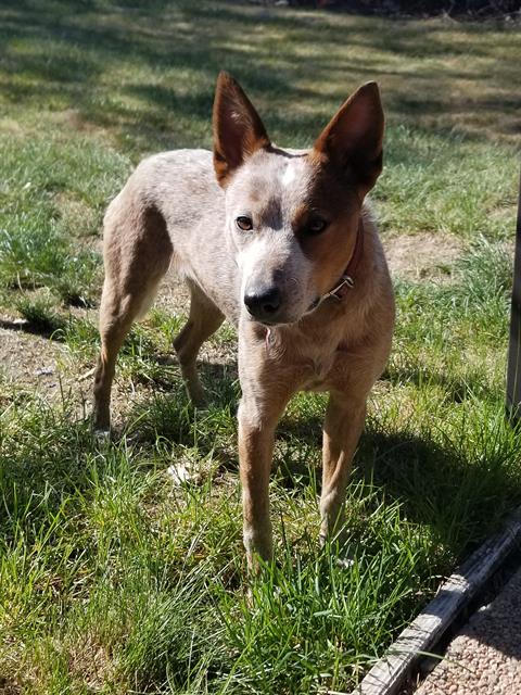 Diva - Female - Australian Cattle Dog