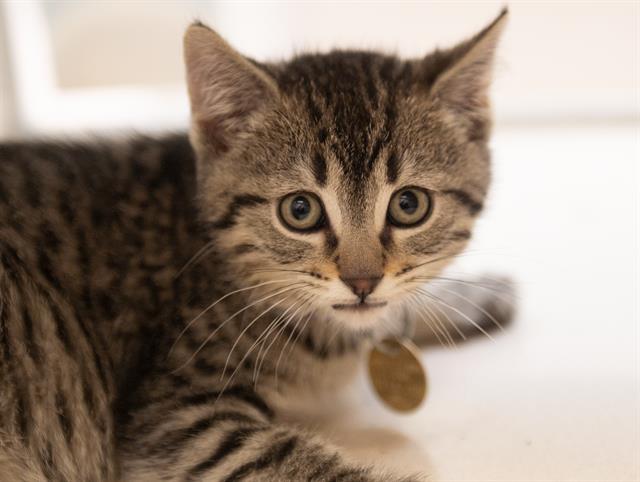 Sweet Pea - Male - Domestic SH