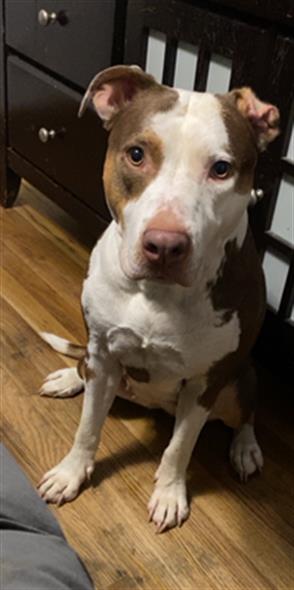 Delilah - Female - Pit Bull