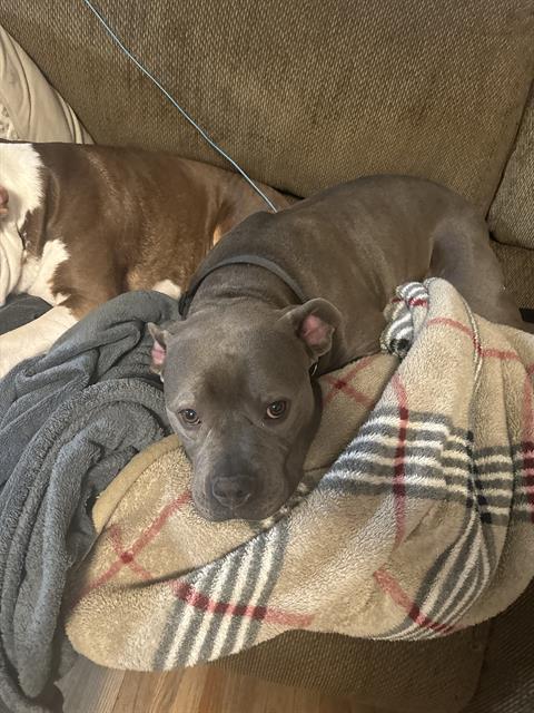Ludo - Male - Pit Bull