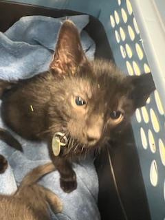 Leo - Male - Domestic SH