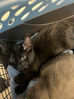 Chaucer - Male - Domestic SH