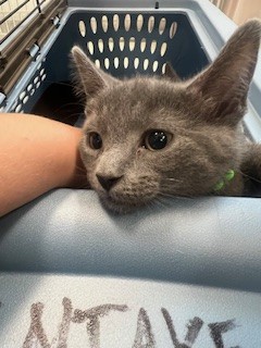 Ella - Female - Domestic SH