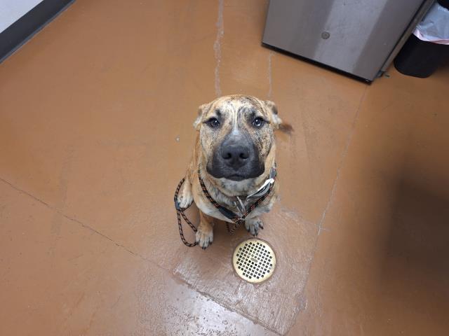 Loki - Male - Nonspecific