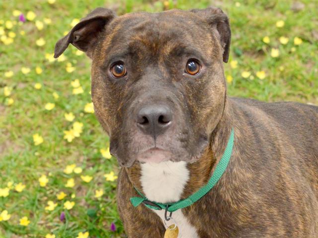  - Female - Pit Bull