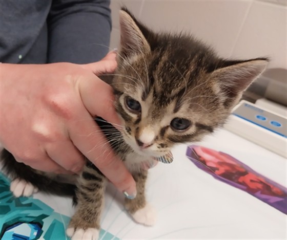 Pickles - Male - Domestic SH