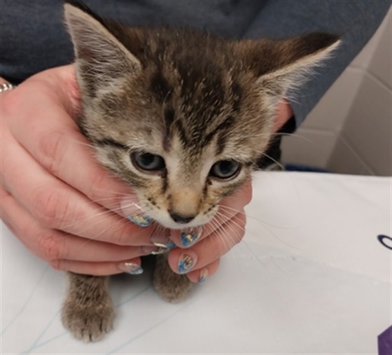 Kiwi - Female - Domestic SH