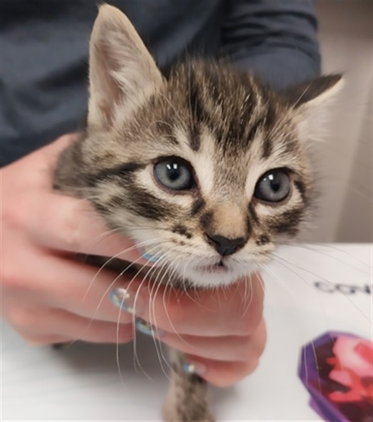 Mango - Male - Domestic SH