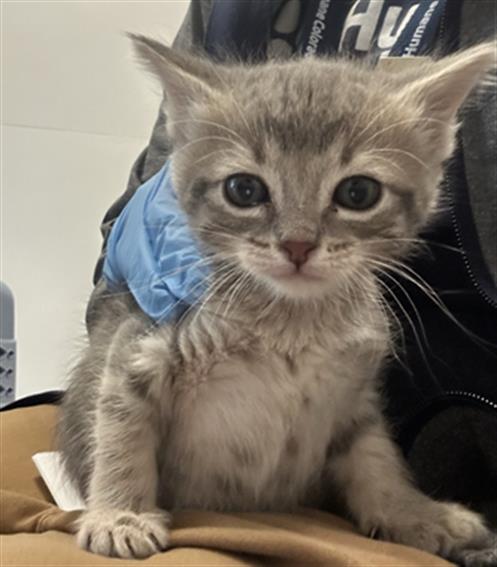  - Female - Domestic SH