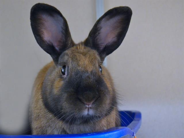 Honey Bunny - Male - Short Hair
