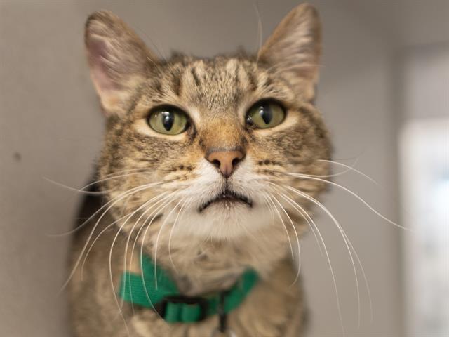 Chloe - Female - Domestic SH