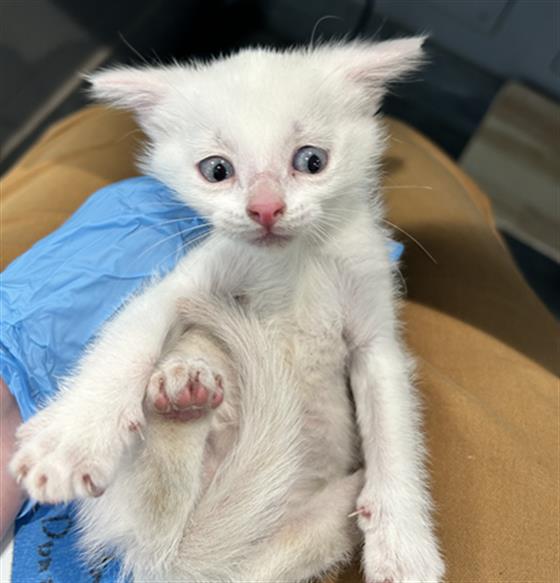 Lacy - Female - Domestic SH
