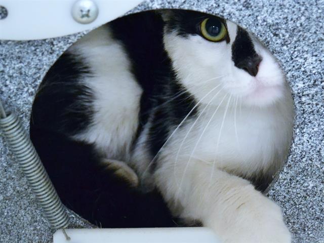 Spot - Male - Domestic SH