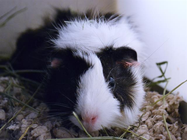 Colo - Female - Guinea Pig