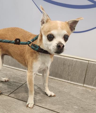  - Female - Chihuahua
