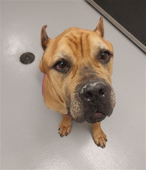  - Male - Cane Corso