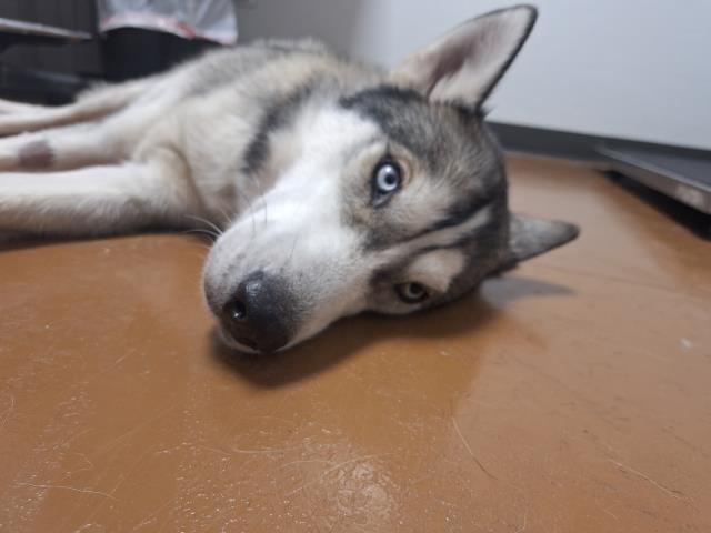  - Female - Siberian Husky