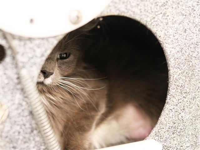  - Female - Domestic SH