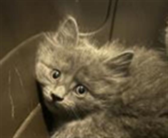  - Female - Domestic MH