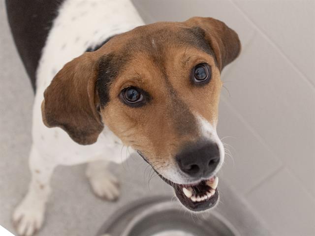  - Male - Foxhound