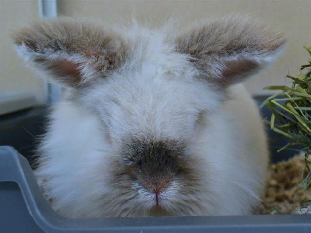 Nicodemus - Male - Lionhead