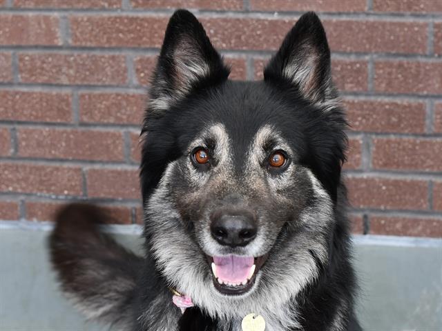 Max - Male - Siberian Husky-Mix