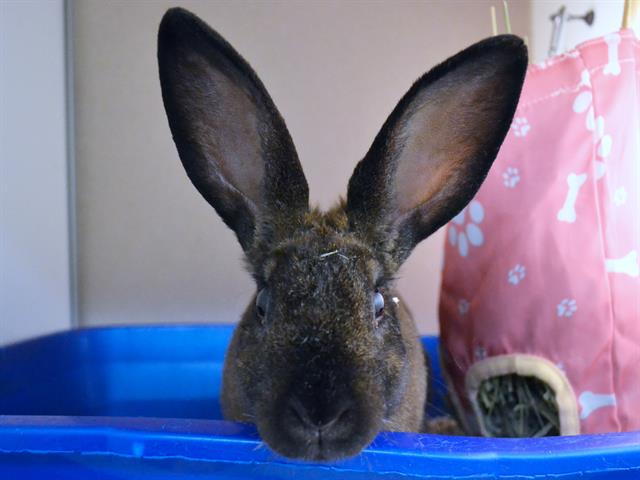  - Female - Lop