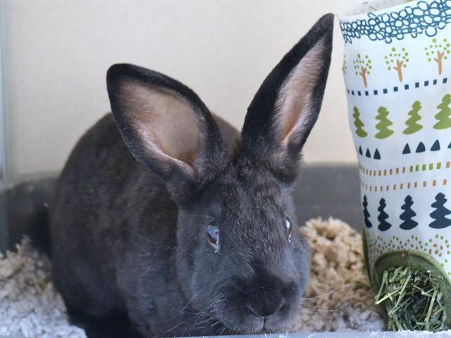  - Female - Lop