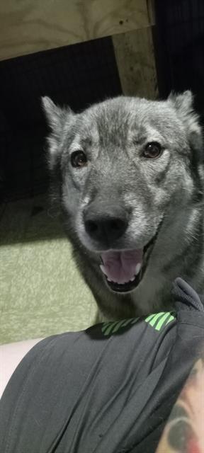 Azrael - Female - Siberian Husky