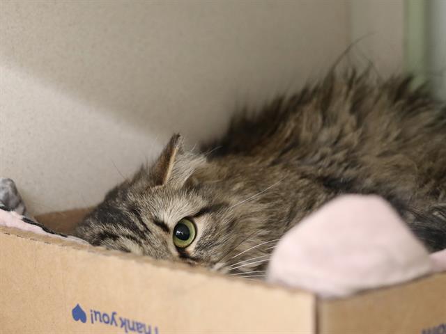  - Female - Domestic MH