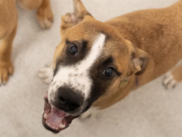 Sam - Male - Nonspecific